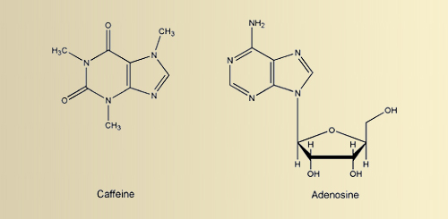 Chemical structures of caffeine and adenosine
